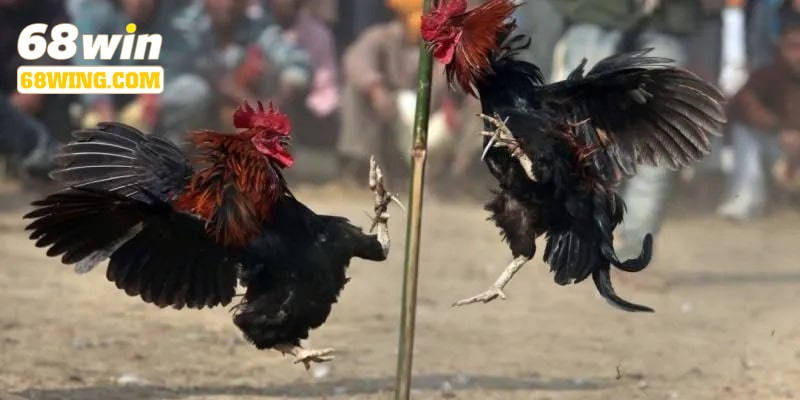 Luật chơi đá gà cựa sắt 68win hữu ích