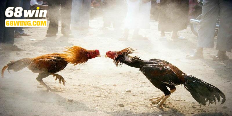 Mẹo cá cược tại trang chủ 68win hiệu quả